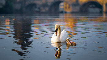 Mother and baby, Swans HD wallpaper