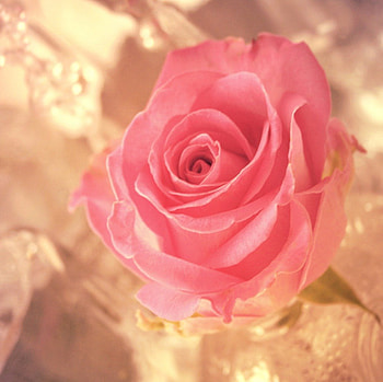 Warmth, rose, pink, nature, flower HD wallpaper