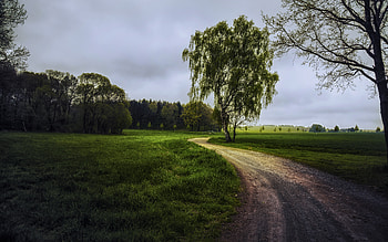 Country Road, farm, road, country, tree HD wallpaper
