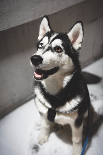 Happy Siberian Husky sitting on snow with leash and friendly eyes. HD phone wallpaper