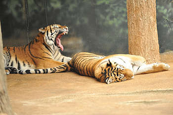 R & R, cats, rest, big, zoo HD wallpaper