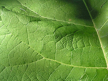 Background, Leaves HD wallpaper
