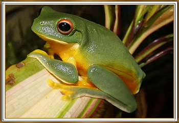 BEAUTIFUL FROG, NATURE, FROG, BEAUTIFUL HD wallpaper