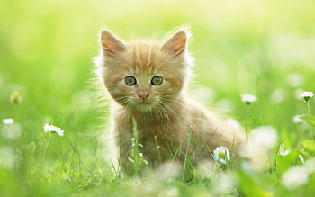 Animals, Cats HD wallpaper