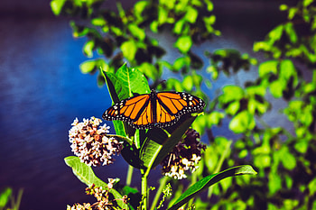 Patterns, Macro, Bright, Close-Up, Butterfly, Danaida Monarch HD wallpaper