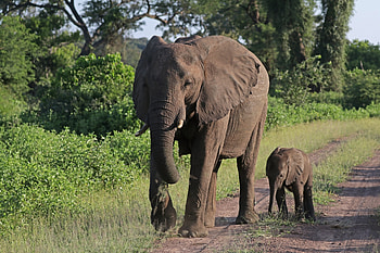 African Bush Elephants, calf, animal, african bush, elephant HD wallpaper