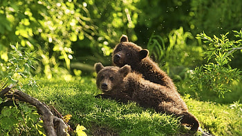 Animals, Grass, Bears, Couple, Pair, To Lie Down, Lie, Teddy Bears HD wallpaper