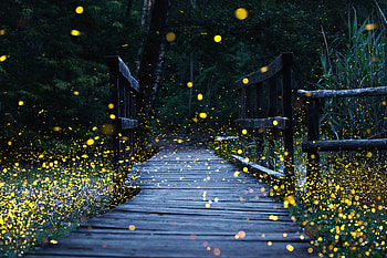 A large group of fireflies lights up a forest bridge in the evening, night, woods, path, hiking, dusk, gold, fireflies, tree, dark, firefly, wood, green, trees, bridge, forest, evening HD wallpaper