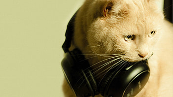 Cat With Heads - Wallnest on VisualizeUs - Bookmark and videos that inspire you. Social bookmarking of and videos. HD wallpaper