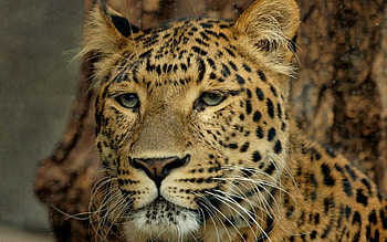 Animals, Leopard, Muzzle, Big Cat, Sight, Opinion HD wallpaper