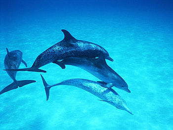 Animals, Dolfins HD wallpaper