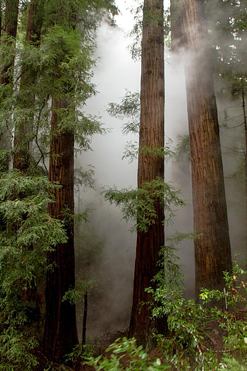 Amazing redwood trees, Organic splendor, Nature's wonders, Tree enthusiasts HD phone wallpaper
