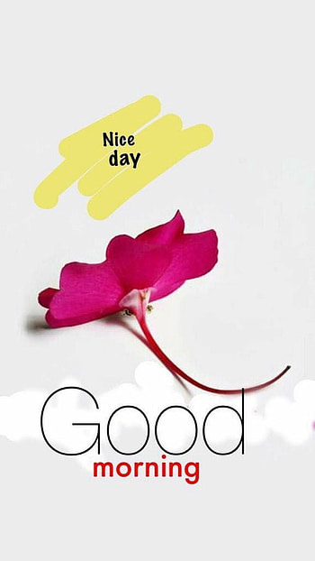 Morning, magenta, pink HD phone wallpaper