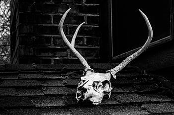 Black and white of a deer skull with antlers on a rooftop, evoking an eerie, horror mood. HD wallpaper