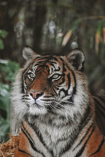 Animals, Predator, Big Cat, Wildlife, Tiger, Animal HD phone wallpaper