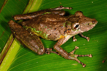Lipped Treefrog, Animals, Eyes, Brown, Frogs HD wallpaper