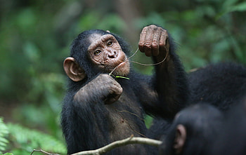 Chimpanzee, Dietary habits, Jane Goodall's observations, Primate sustenance HD wallpaper