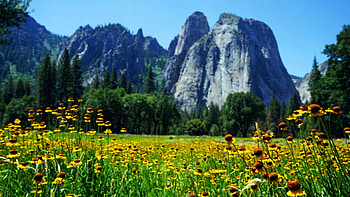 Flowers in Yosemite Valley, California, blossoms, trees, meadow, sky, mountains, usa HD wallpaper