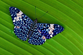 blue butterfly, natur, blue, butterflies, animals HD wallpaper