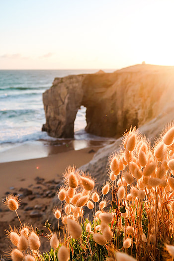 Plants, Nature, Beach, Rock, Coast HD phone wallpaper