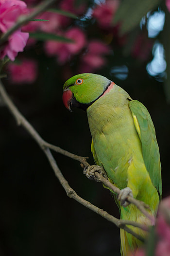 Animals, Parrots, Bird, Necklace Parrot, Burnt Parrot HD phone wallpaper