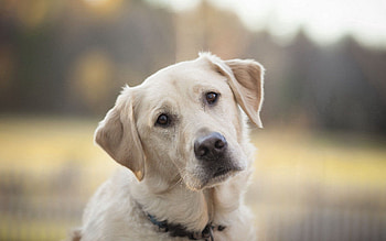 Animals, Dog, Muzzle, Sadness, Sight, Opinion, Labrador, Sorrow HD wallpaper