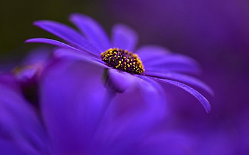 Flower, leaf, nature, tree HD wallpaper