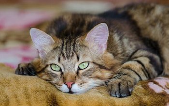 Cat, animal, pussy, meow, purr HD wallpaper