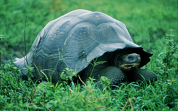 Chelonoidis niger, Turtles HD wallpaper