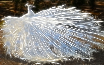 Animals, Birds, Art, , Peacocks HD wallpaper