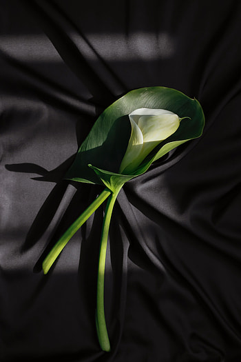 Flowers, Flower, Cloth, Calla, Folds, Pleating, Stem, Stalk HD phone wallpaper