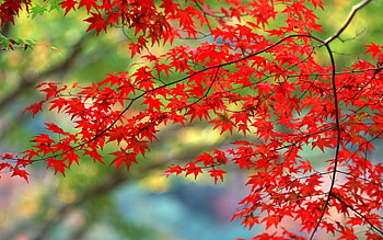 Nature, Autumn, Leaves, Branches, Branch HD wallpaper