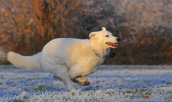 Animals, Dog, Hoarfrost, Frost, Race, Swiss Shepherd, Swiss Shepherd Dog HD wallpaper