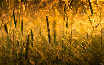 Nature, Grass, Sun, Macro, Shine, Light HD wallpaper