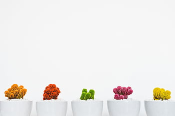 Vibrant cacti in white pots against minimalistic background, perfect for decor ideas. HD wallpaper