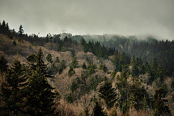 Nature, Trees, Forest, Fog HD wallpaper