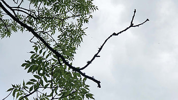 Ash die back, Dartington Trust, Tree disease, Environmental threat HD wallpaper