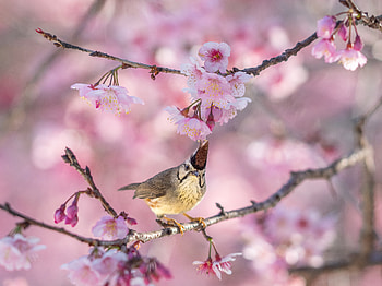 Taiwan Yuhina (yuhina brunneiceps), taiwan yuhina, Animal, Yuhina HD wallpaper