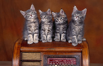 Beautiful Cats, sweet, four, cats, beautiful, adorable HD wallpaper