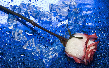 Plants, Flowers, Roses HD wallpaper