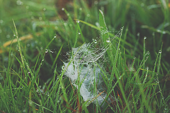 Nature, Grass, Web, Dew HD wallpaper