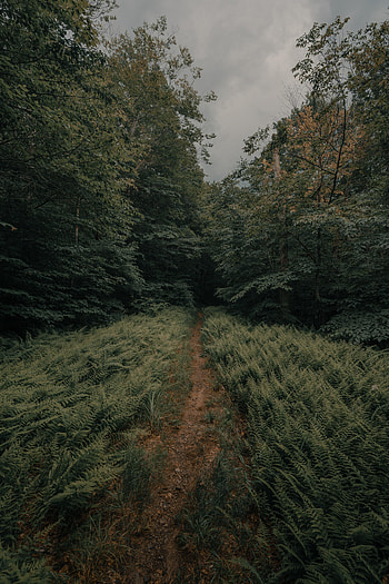 Nature, Trees, Ferns, Forest, Path HD phone wallpaper