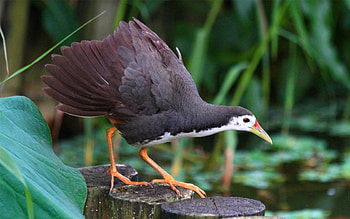 Animals, Leaves, Swamp, Bird, Hemp HD wallpaper