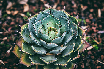 Flowers, Leaves, Flower, Plant, Succulent HD wallpaper