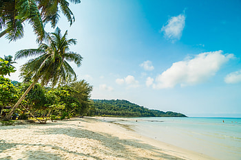 Tropical summer, Coconut trees, Beach, Seaside, Sea HD wallpaper