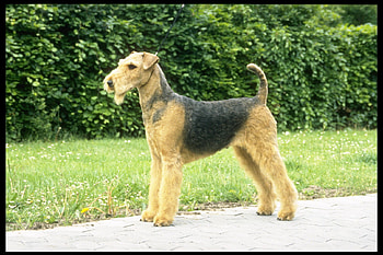 Airedale Terrier, sdf, sdg, sd, as HD wallpaper