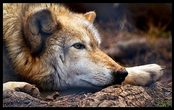 REST, animal, frame, Wolf, nature HD wallpaper