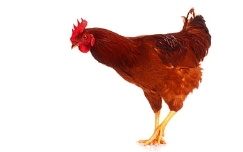 Hen (Animals), Hen beak close-up, Animal graphy, Chicken HD wallpaper