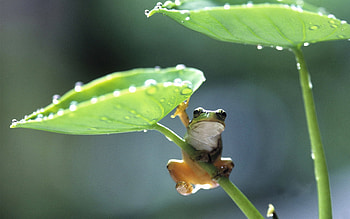 Frog , Nature-inspired, Captivating amphibians, beauty HD wallpaper