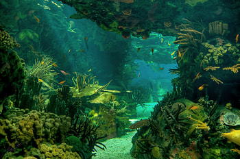 Landscape, Nature, Sea, Seabed, Sea Bottom HD wallpaper